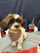 Negocio Happy Paws Dog Grooming