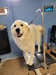 Negocio Happy Paws Grooming