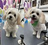 Negocio Happy Paws Mobile Grooming