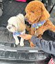Negocio Happy Paws Salon Cats/dogs Grooming W/pick-up & Drop-off Services