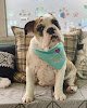 Negocio Happy Petz Grooming