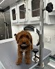 Negocio Happy Pups Mobile Dog Grooming