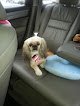 Negocio Happy Tail Pet Grooming