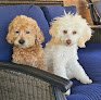Negocio Happy Tail’s Mobile Pet Grooming Llc