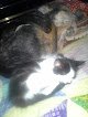 Negocio Happy Tails Mobile Pet Grooming