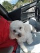 Negocio Happy Tails Pet Grooming