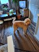 Negocio Harlen's Dog Grooming