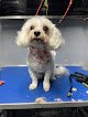 Negocio Hassle Free Mobile Grooming