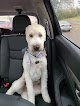 Negocio Haute Dog Luxury Pet Spa