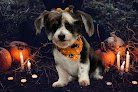 Negocio Haute Pets Mobile Grooming