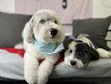 Negocio Hays Pet Boutique Grooming And Pet Hotel