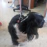 Negocio Head 2 Tails Grooming