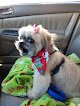 Negocio Head To Tail - Professional Pet Grooming, Llc