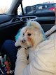 Negocio Heads Or Tails Dog Grooming