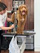 Negocio Healthy Paws Dog Groomers