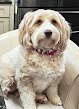 Negocio Heart To Heart Pet Grooming