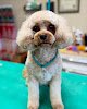 Negocio Heaven Scent Dog Grooming