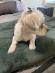 Negocio Hicha Pet Grooming Ii, Llc