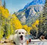 Negocio Highland Pets