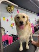 Negocio Hollywood Dogs Grooming Spa