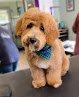 Negocio Home Away Pet Grooming & Day Boarding