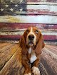 Negocio Hound Lounge Grooming