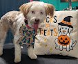 Negocio Icky Iggy's Pet Grooms Llc