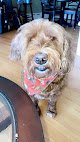 Negocio Its A Pet Thing Llc