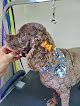 Negocio J.howlers Dog Grooming