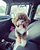 Negocio Jan’s Mobile Dog Grooming