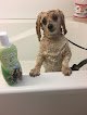 Negocio Jazzy Paws Dog Grooming