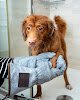 Negocio Jenny & Lily's Mobile Pet Grooming