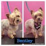 Negocio Jen's Paw-fect Dog Salon