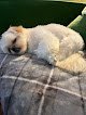 Negocio Jolly Paws Mobile Pet Grooming