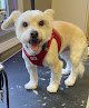 Negocio Jonsey's Dog Grooming