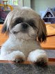 Negocio Jordan's Pet Grooming