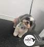 Negocio Joshua's Pet Grooming
