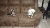 Negocio Josie's Grooming Service