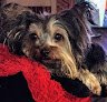 Negocio Judy's Pet Grooming