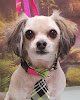 Negocio Jurassic Bark Dog Grooming