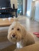 Negocio Just Wash Dog Grooming & Retail