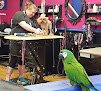 Negocio K-9 & Kitty Kutters Mpls
