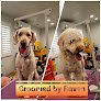 Negocio K9 Design Pet Grooming