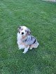 Negocio K9 Spa And Grooming