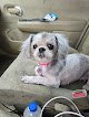 Negocio Kandie's Pampered Pooch Pet Grooming