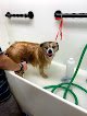 Negocio Kandi's Pet Grooming