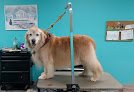 Negocio Karen's Grooming