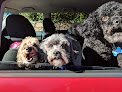 Negocio Kathy Marrs Pet Grooming