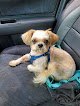 Negocio Katie's Mobile Pet Styling