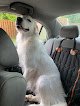 Negocio Kat's Doggie Styles, Llc